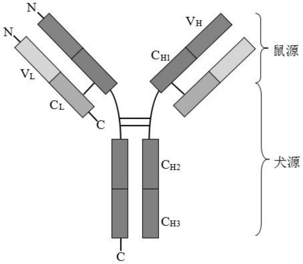 一種抗犬細小病毒的基因工程抗體及其應用