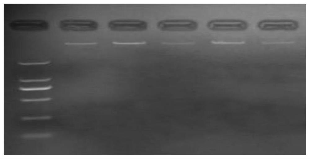 一種延邊黃牛肉質相關的ANGPTL4基因SNP分子標記、引物對、試劑盒及其應用
